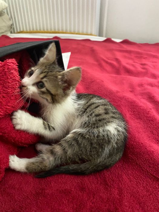 Adopții pisici - pui