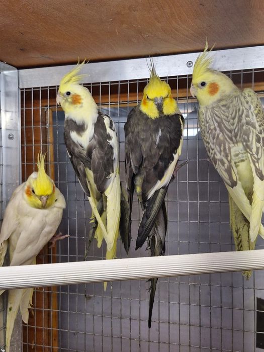 Попугай Корела Нимфа