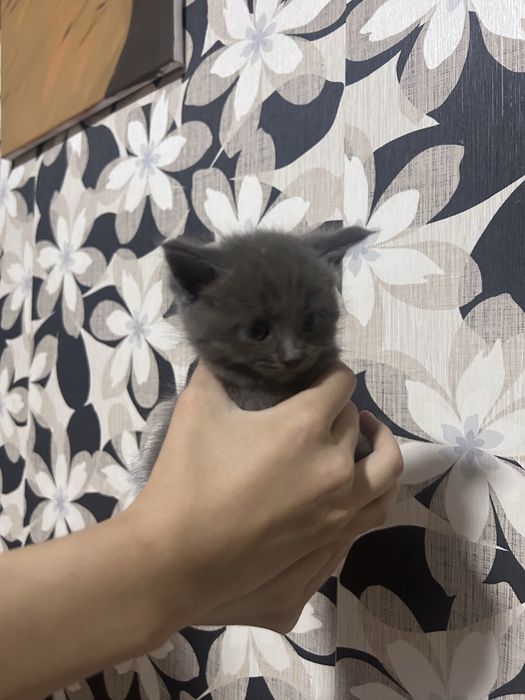 Отдаем котят в добрые руки