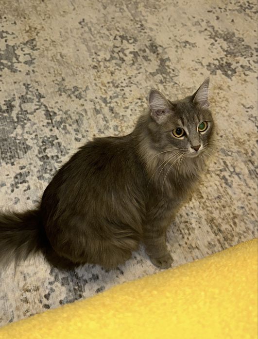 Кошка, помесь Мейн-кун