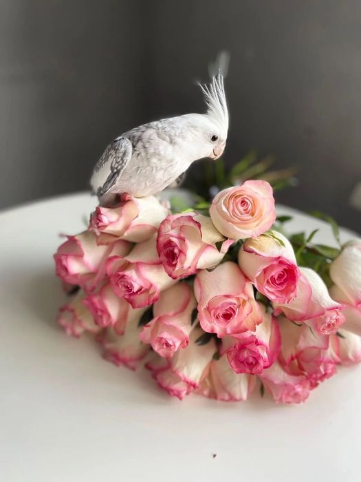 Попугай ручной корелла самец