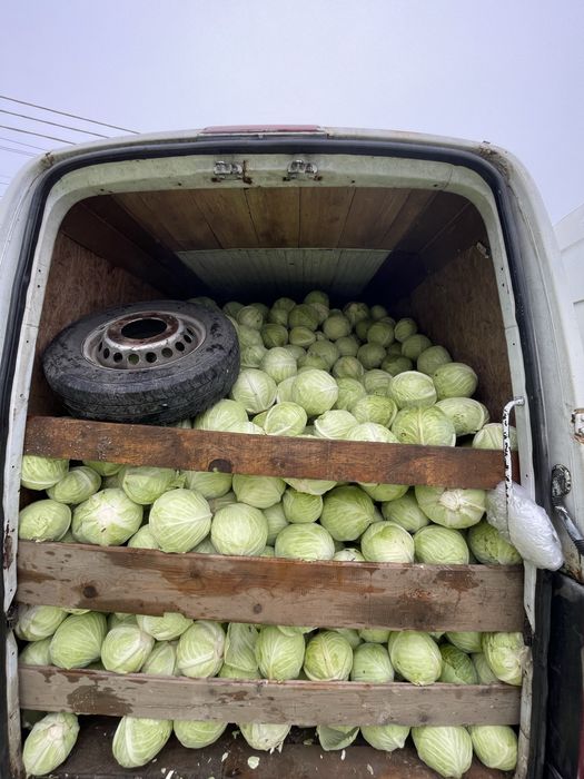 Varză Coronet de vânzare