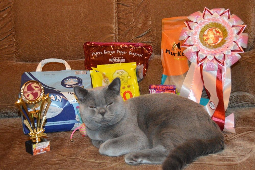 Британский котик на вязку