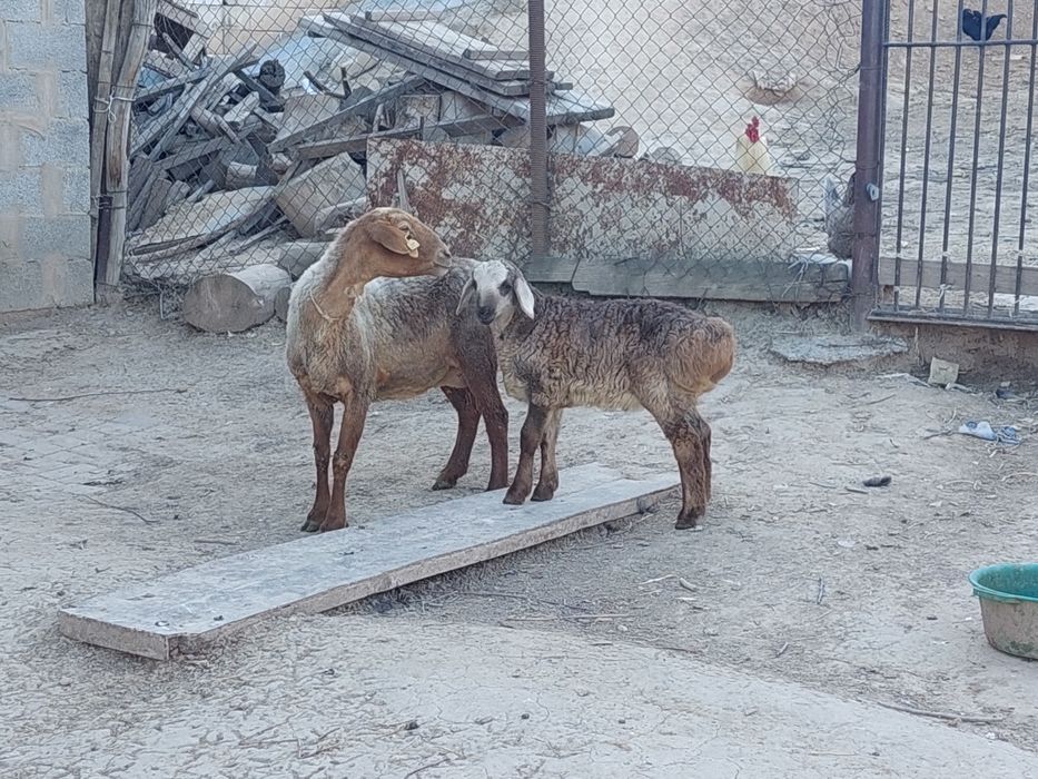 Жас қозылы қой сатылады