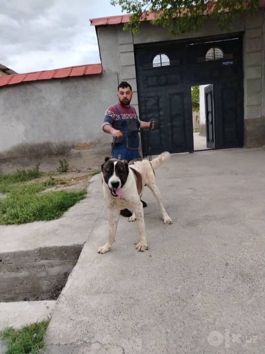 ALABAY ti sotiladi