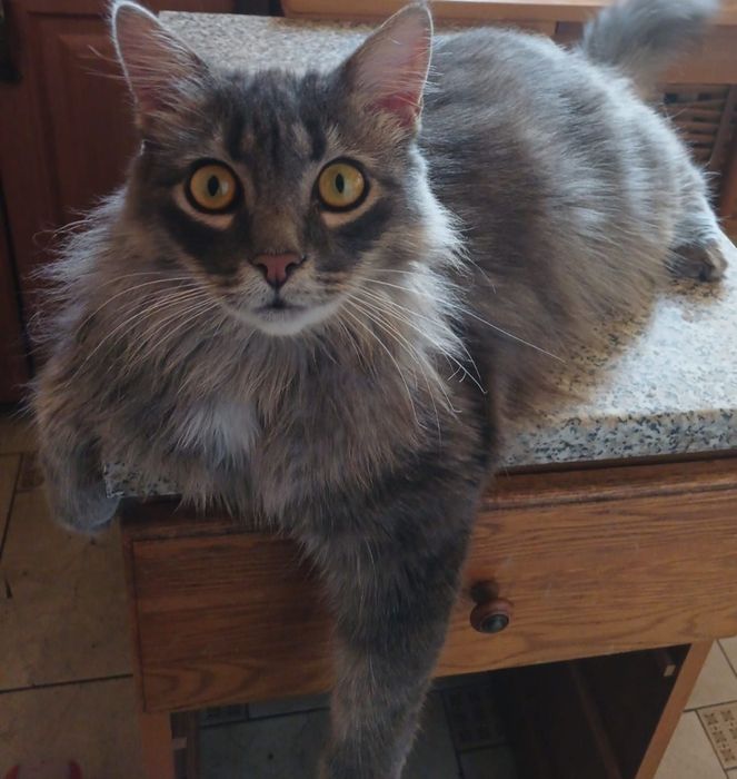 Кошка.                   .