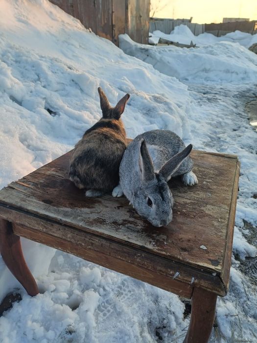 Продается кролики