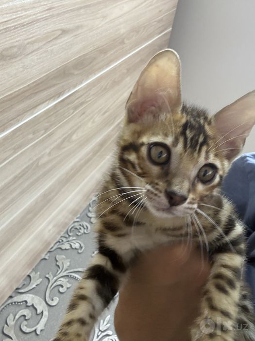 Очаровательные бенгальские котята