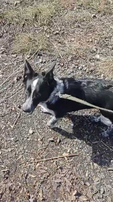 Собачки в ответственные руки