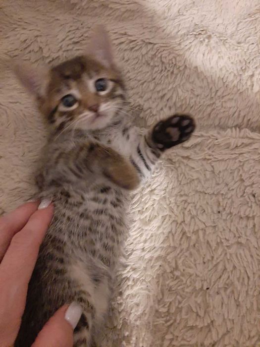 Подарявам прекрасни котенца