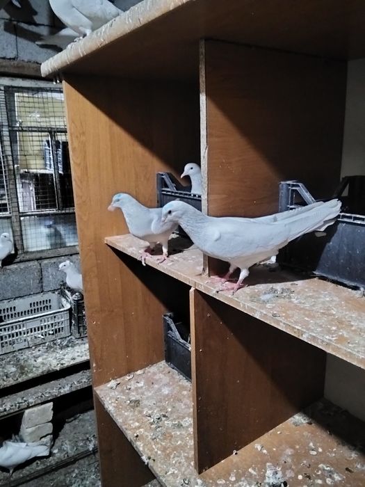 Голуби на продажу