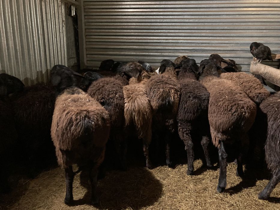 Бараны жирные тохты кой