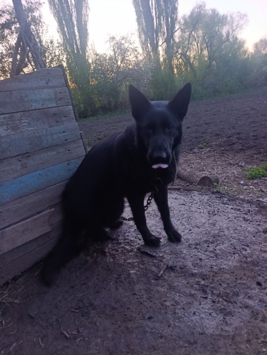 Немецный обчарка