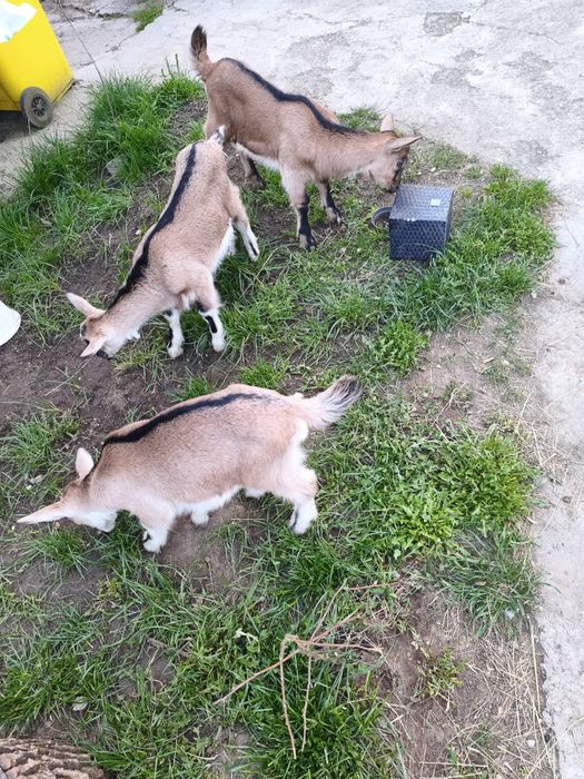 Capra și 2 ieduțe alpine de vanzare