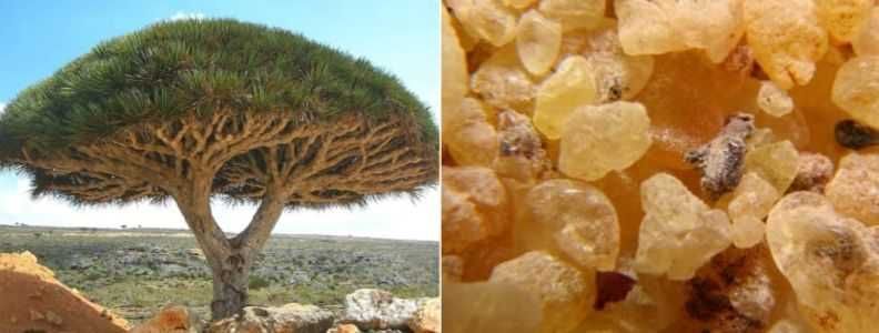 Бял Тамян от ОМАН натурален