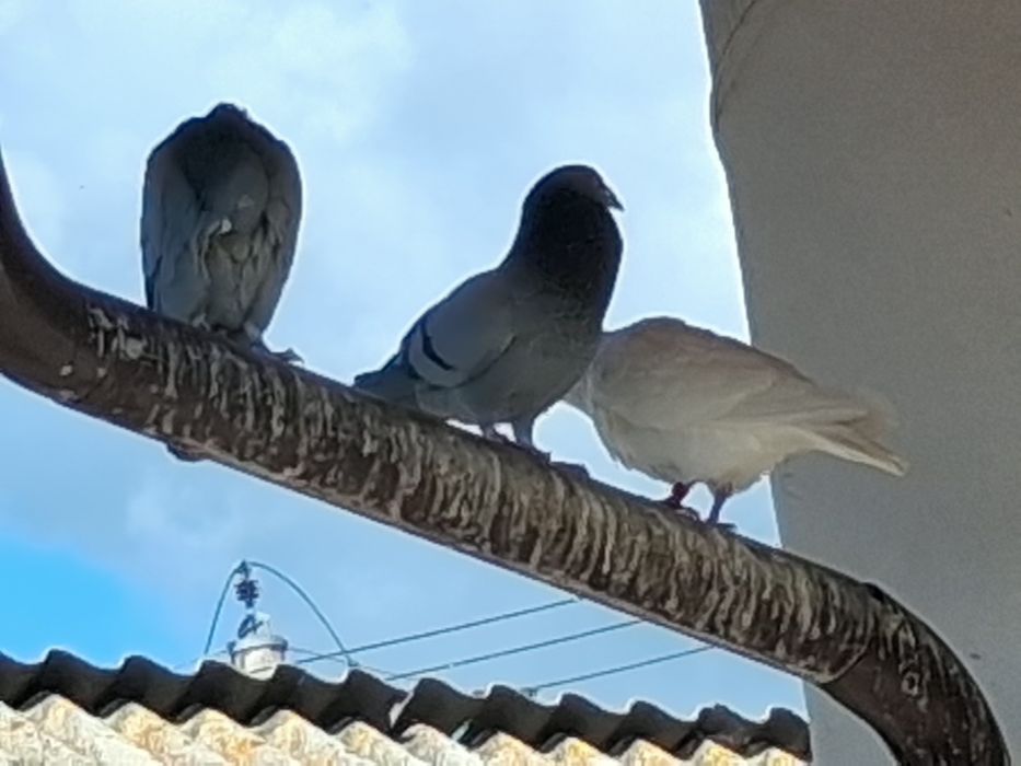 Porumbei  voiajori