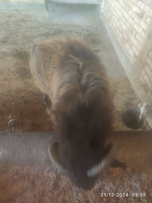 Тагал    сотилади