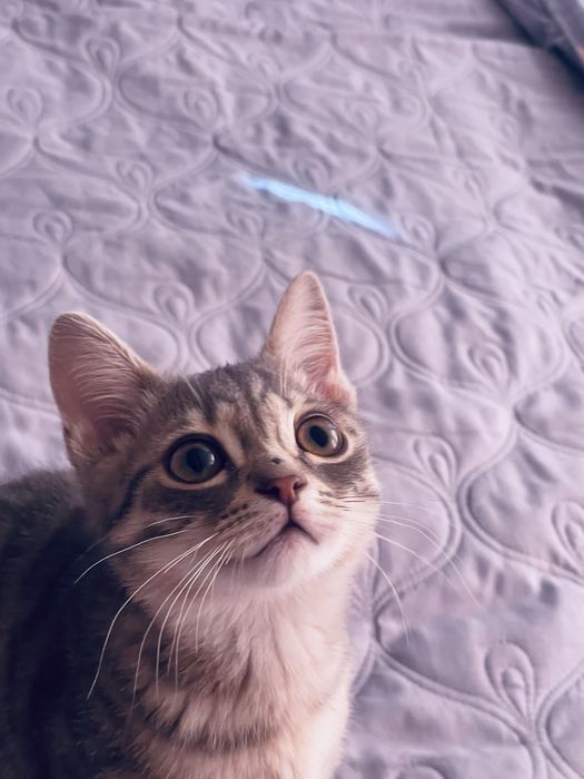 отдам кота, он мальчик