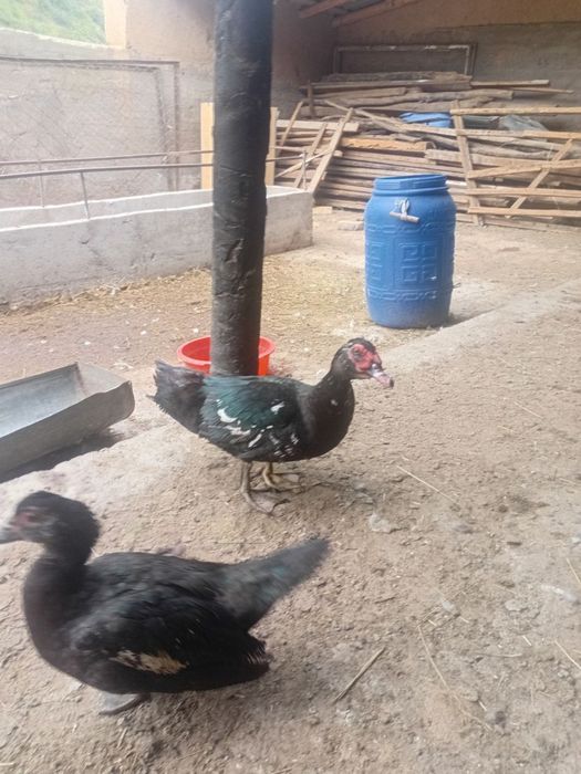 Продается цыплята и утки
