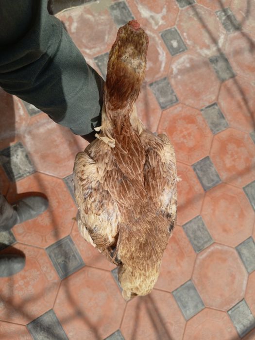 kulangi xoroz mokiyonlar