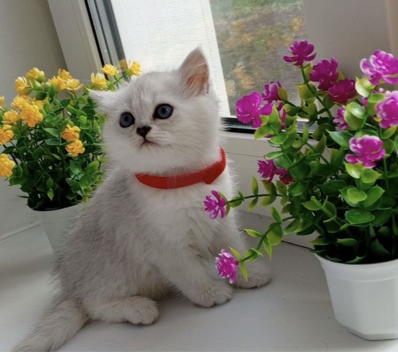 Продается серебристая шиншила