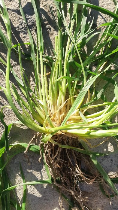 Семена ячменя Элвин