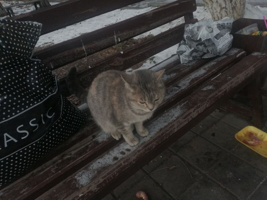 Милая киска в ваш дом