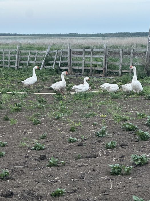 Продам гусей 3 гусака 6 гусынь