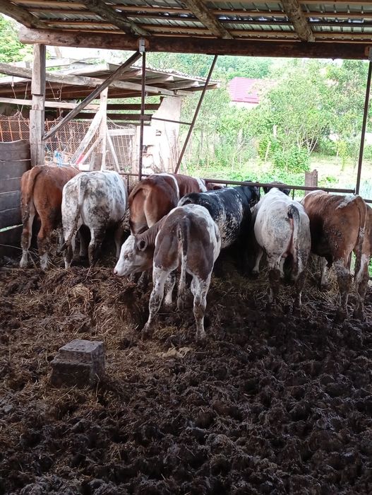 De vânzare 10 viței frumosi