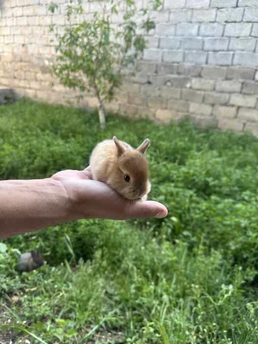 Mitti quyonchalatimiz sotuvda bor tuklari yaltiroq ajoyib sovga  croyl