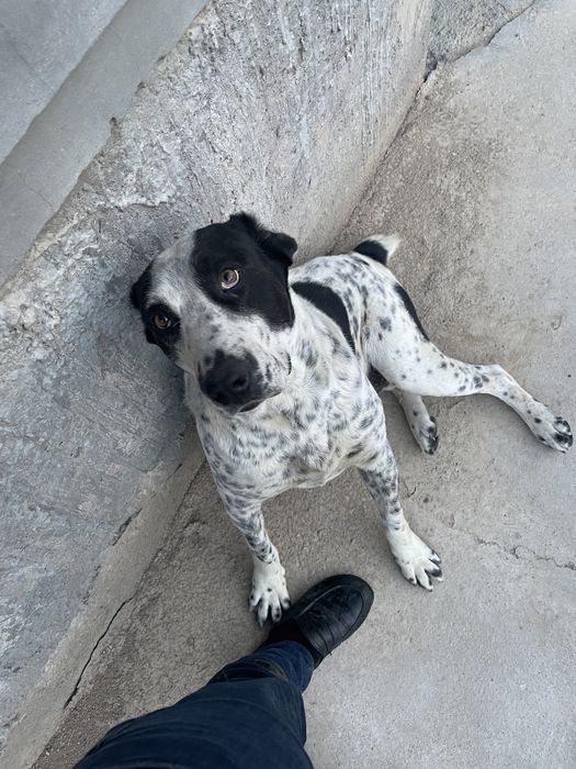 Собака 2 год