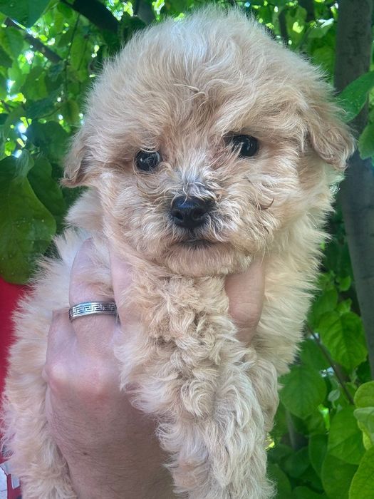 Maltipoo fetita toy cu carnet avizat