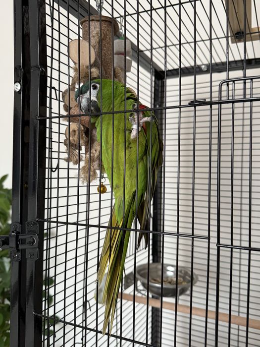 Коштанаволобый Ара