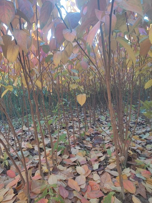 Xar xil turdagi mevali manzarali kochatlar