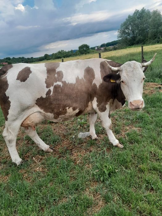 Vând Vaca cu Jurincă