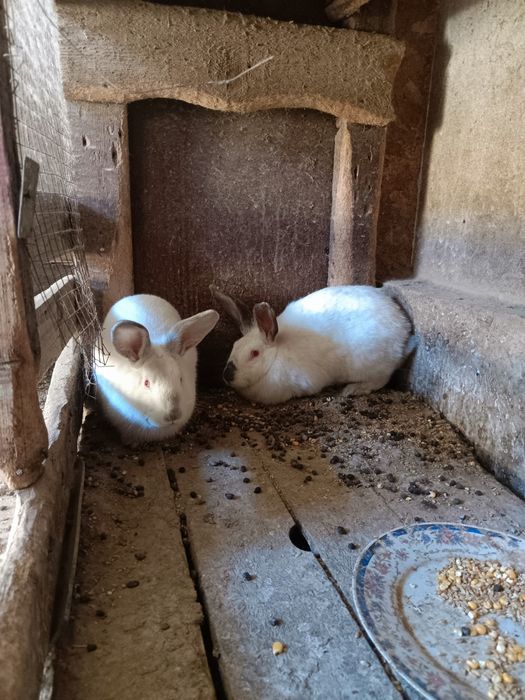 Прадаётся Кролик Қоян сатылады