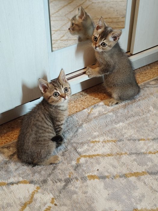 Котята от Шиншиллы Алматы