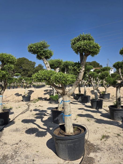 Vand plante ornamentale , maslini maturi de o înalta calitate