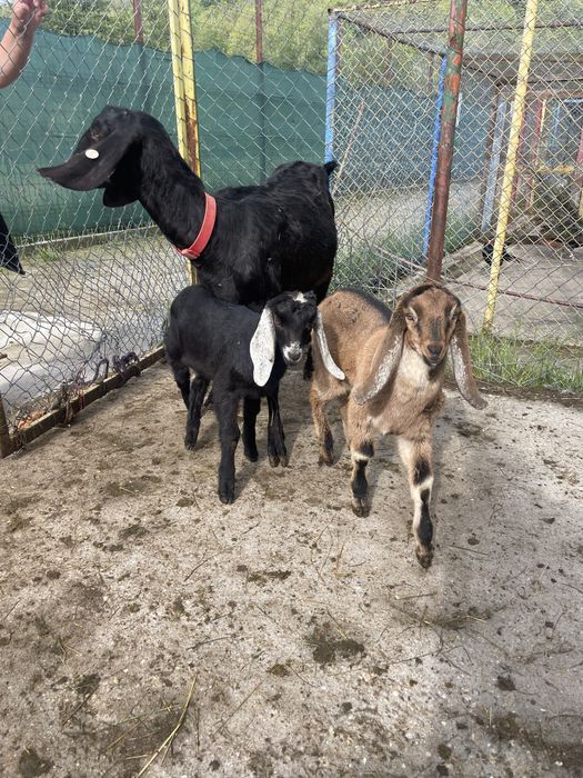Capra Anglo-nubiana cu pedigree + ieduta si ied