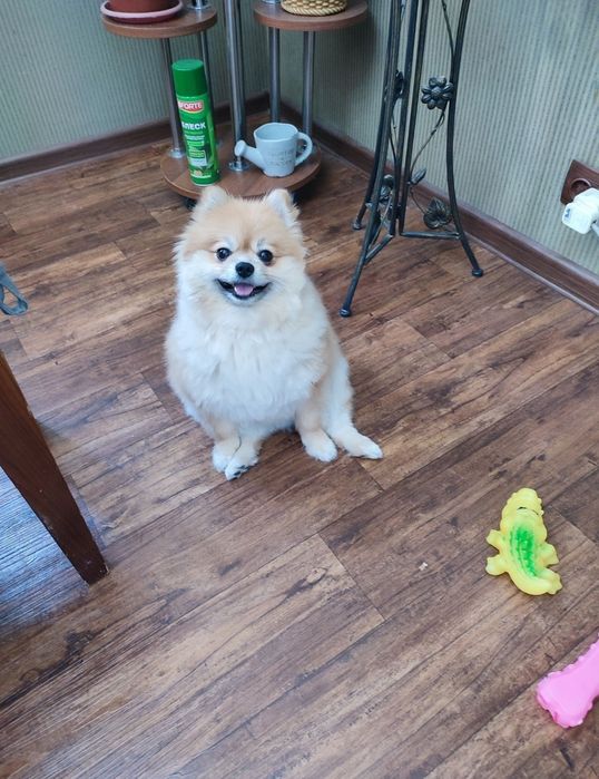 Мы по заботимся о Вашем питомце.