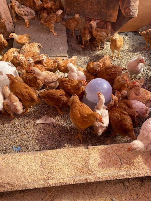 Vând pui rasa mixta 5 saptamani