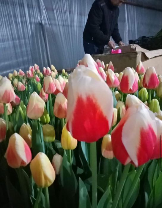 Тюльпаны оптом и в розницу.оптом тюльпаны.оптом голландские тюльпаны