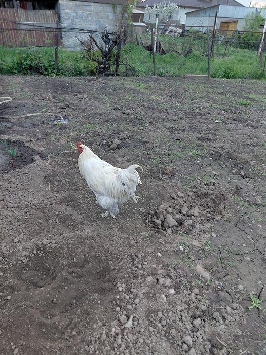 Продам петуха брама