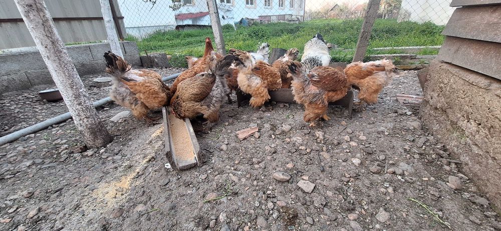 Vând 12 găini brachman