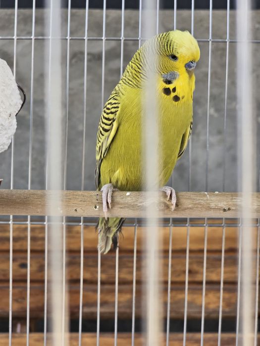 Продаются волнистые попугаи .