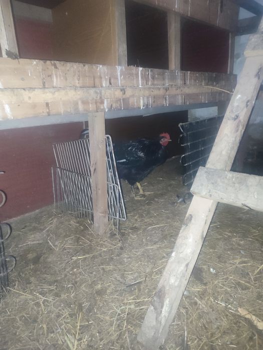 Продам петушков8месячные5000тг.1.