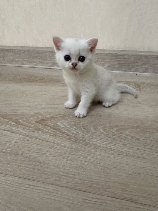 Котята Британские Шиншилы