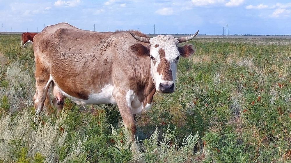 Есектер, сиськи және түкті писькилердің фотосуреттері