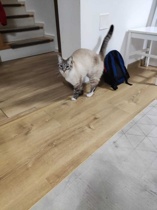 Ofer motan spre adoptie, din Ipotesti Suceava.