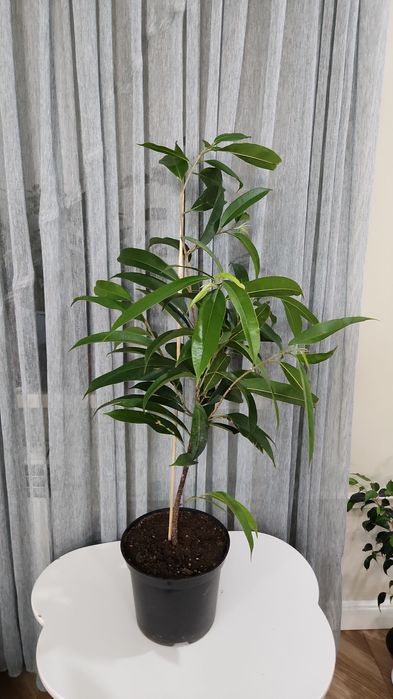 Комнаты цветы от 3500